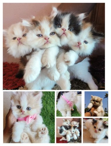 TWO MONTHS PERSIAN KITTEN FOR SALE